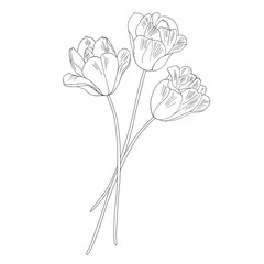 Tulips. Hand drawn vector illustration. Monochrome black and white ink sketch. Line art. Isolated on white background. Coloring page