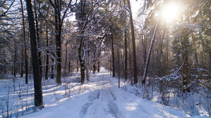 Obraz premium Winter in the forest. First Person Shooting