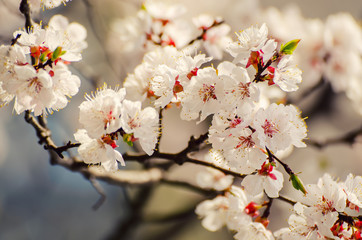 Apricot tree flower