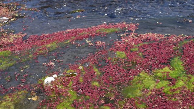 colorful red azolla floating of the river