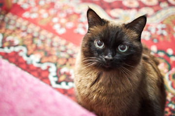 Fototapeta na wymiar Siamese cat sitting on the carpet at home.