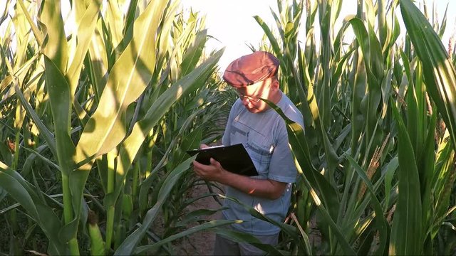 Farmer Walking Through Cornfield And Examining A Plant Towards Camera