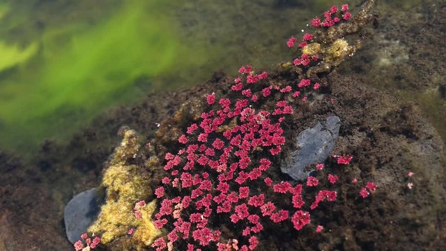 colorful red azolla floating of the river