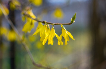 Yellow blossom flowers on thick branch in early spring