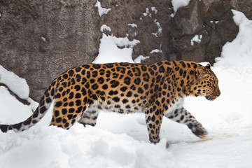 The animal in profile is visible rock and snow. Far Eastern leopard is walking in the snow. ...