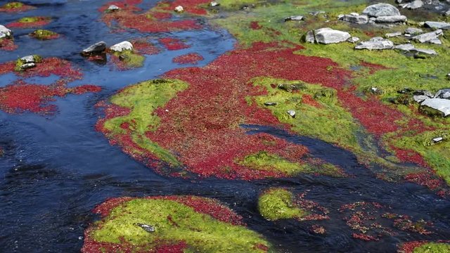 colorful red azolla floating of the river