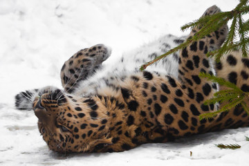 Fototapeta na wymiar Big cat playing in the snow at the fir branches (spruce tree). Red-headed Far Eastern leopard i against the white snow.