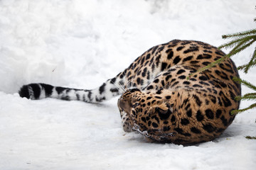 Obraz na płótnie Canvas Big cat lying on the snow curled up. Red-headed Far Eastern leopard is a powerful predatory beast against the white snow.