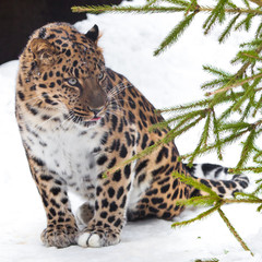 Big cat at spruce branches (fir tree) Red-headed Far Eastern leopard is a powerful predatory beast against the white snow.
