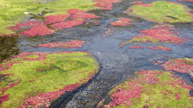 colorful red azolla floating of the river