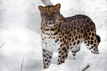 Grote kat kijkt naar je op een besneeuwde achtergrond. Roodkopluipaard uit het Verre Oosten is een krachtig roofdier tegen de witte sneeuw. © Mikhail Semenov