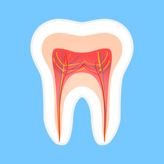 Great concept of anatomy and tooth structure on a blue background