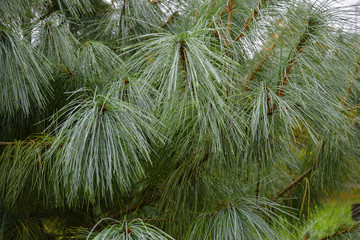 Water drops on long pine needles. Pine branches in the rain.