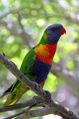rainbow lorikeet in a tree