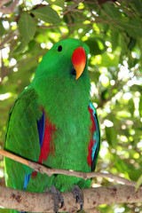 colorful parrot