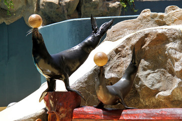 Navy seal with a ball