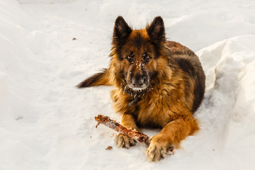 german shepherd dog laying on the snow with a stick