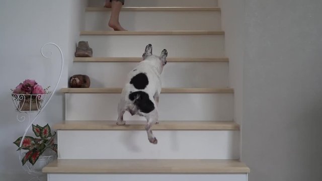 3 of French bulldog goes up on the stairs.