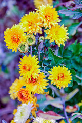 Жёлтые дубочки