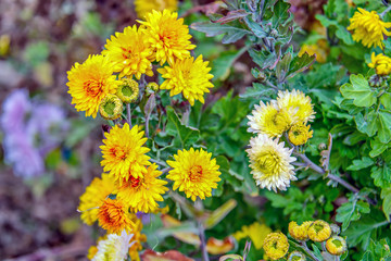 Дубочки жёлтые