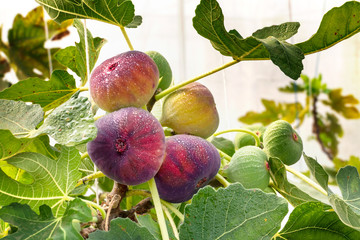 Fresh Figs fruit