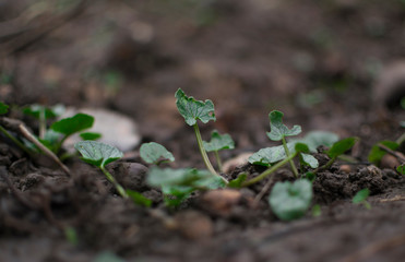 Green newborn plants growing from ground.