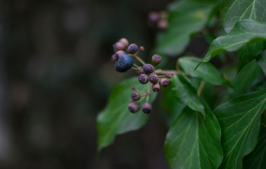 Purple berries plant with green leafs.