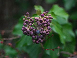 Purple berries plant with green leafs.