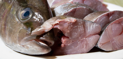 Mediterranean amberjack fish