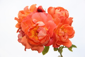 bouquet of red roses