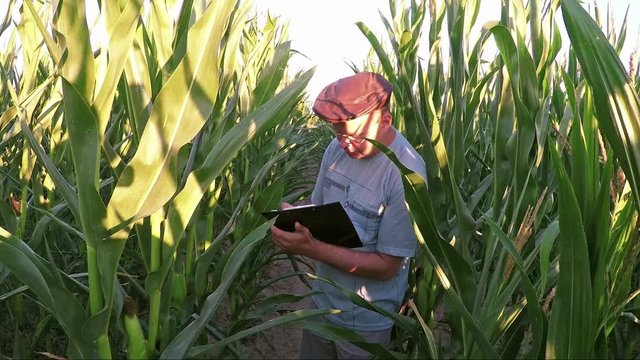 Farmer Walking Through Cornfield Towards Camera