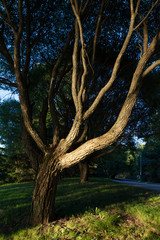 Fototapeta premium Tree in park at sunset light in Finland