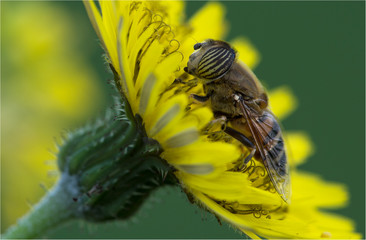 natura