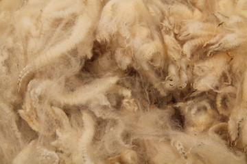 A Sheared Wool Fleece from a British Sheep.