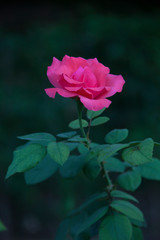 Rosa silvestre color rosa
