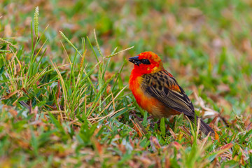 Bright Red Fody (Foudia madagascariensis) looks for food in a grass on Mauritius island