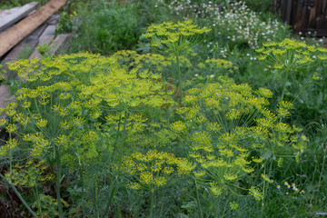Flower dill spices growing in the garden. Garden plant. Dill plant and flower as agricultural background