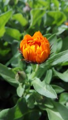 Florecimiento naranja