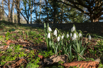 Obraz premium Snowdrops flowering in January in Folkington East Sussex