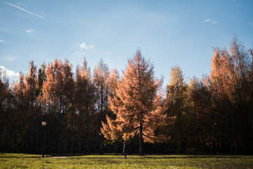 autumn in the park