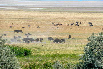 Fototapeta na wymiar Wild bison at Antelope Island State Park, just outside of Salt Lake City Utah