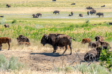 Wild bison at Antelope Island State Park, just outside of Salt Lake City Utah