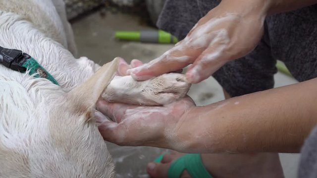 Asian woman washing paws of little cute dog