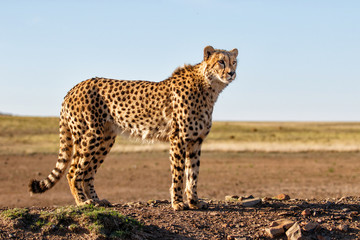 Fototapeta na wymiar cheetah in Tiger Canyon game reserve on a dike at a waterhole in South Africa