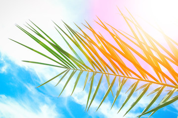 Beautiful palm tree on the sea shore background