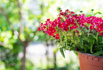 red flowers in flowerpot on house window. Selective focus