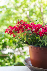Fototapeta na wymiar red flowers in flowerpot on house window. Selective focus