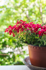 red flowers in flowerpot on house window. Selective focus