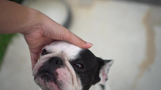 Girl's hand stroking the dog's head.