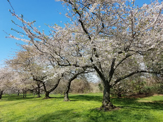 Fototapeta premium The Cherry Blossom Festival in Washington DC, USA